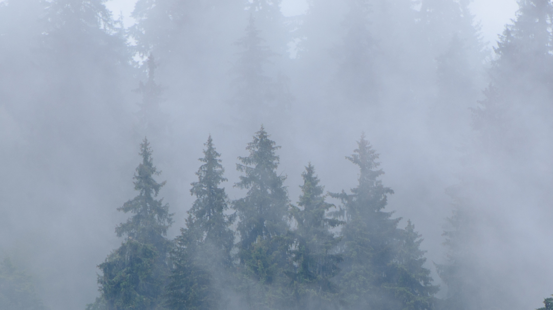 FSC Paper and its Impact on the Environment