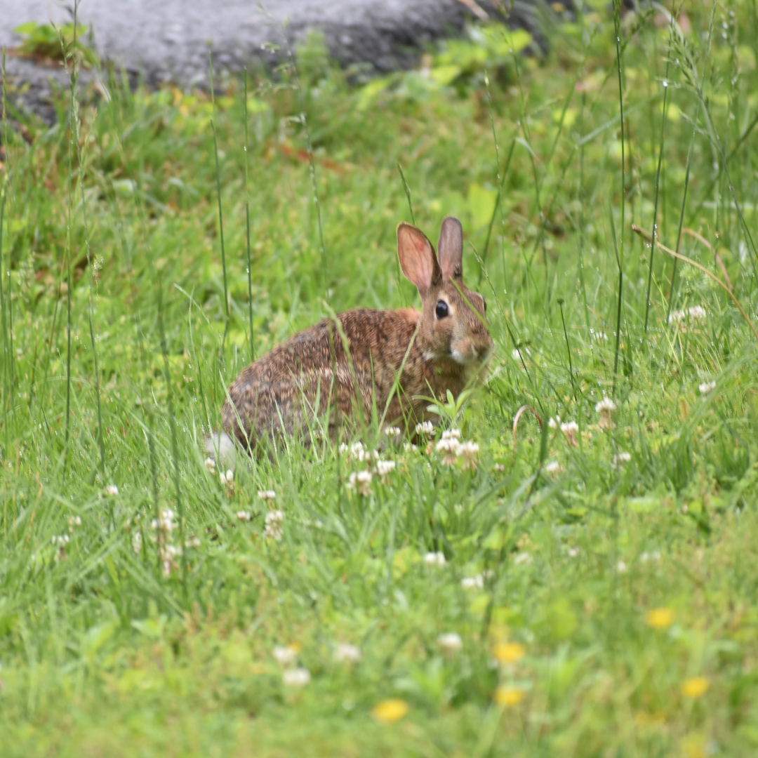 Animal Testing in Skincare: Skin Irritation Test on Rabbits – IREN Shizen